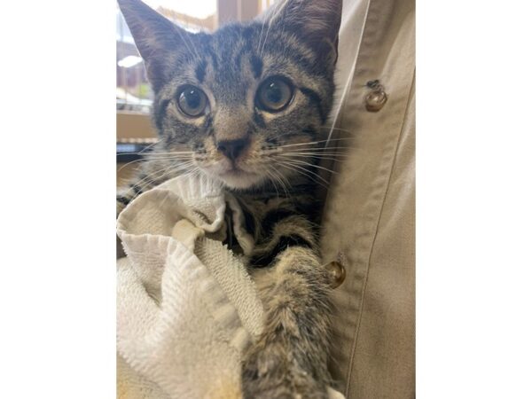 Domestic Short Hair CAT Male Grey Tabby 3095 Petland Norwin, PA