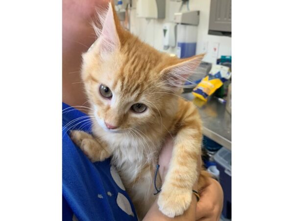 Domestic Long Hair-CAT-Male-Orange and White-3091-Petland Norwin, PA