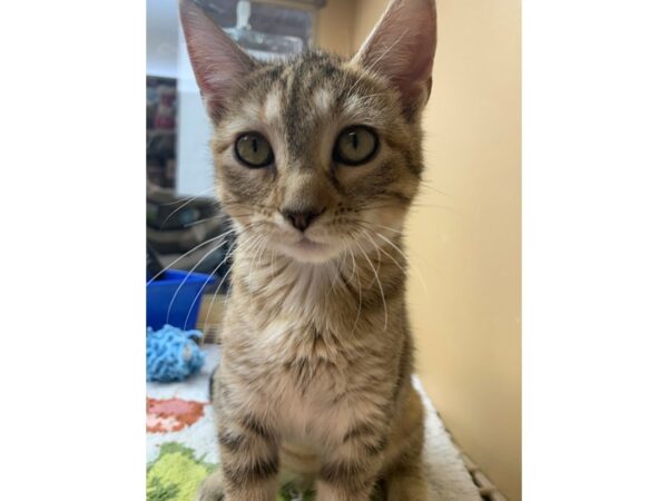 Domestic Short Hair-CAT-Female-Brown Tabby-3089-Petland Norwin, PA