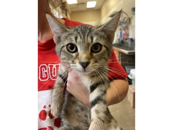 Domestic Short Hair CAT Female Brown Tabby 3093 Petland Norwin, PA