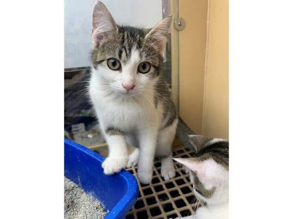 Domestic Short Hair-CAT-Female-Black and White-3097-Petland Norwin, PA