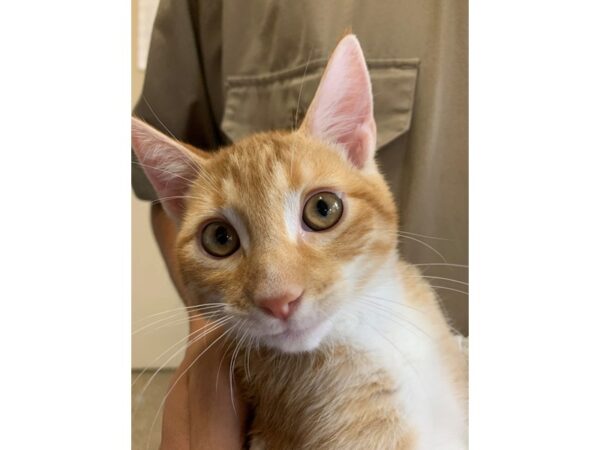 Domestic Short Hair CAT Male Orange 3088 Petland Norwin, PA