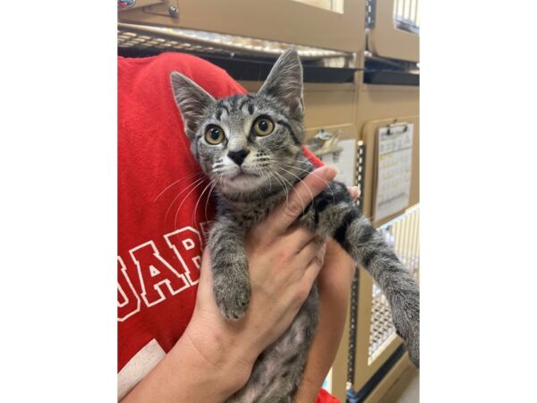 Domestic Short Hair CAT Female Grey Tabby 3096 Petland Norwin, PA