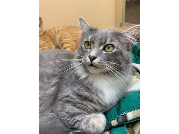 Domestic Short Hair CAT Male Grey and White 3078 Petland Norwin, PA