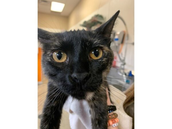 Domestic Short Hair CAT Female Black 3083 Petland Norwin, PA