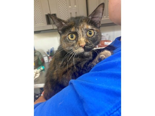 Domestic Short Hair CAT Female Tortie 3085 Petland Norwin, PA