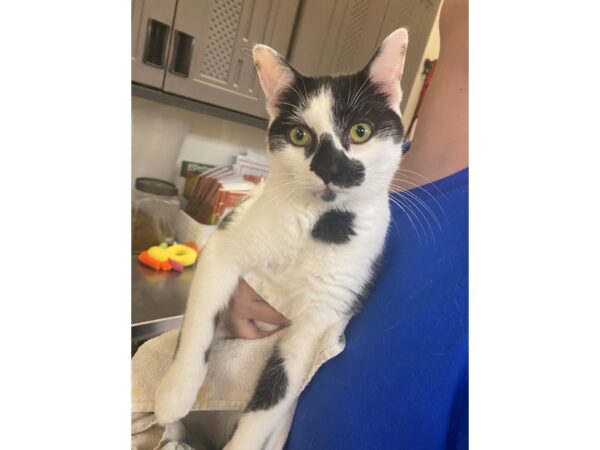 Domestic Short Hair CAT Male White and Black 3086 Petland Norwin, PA