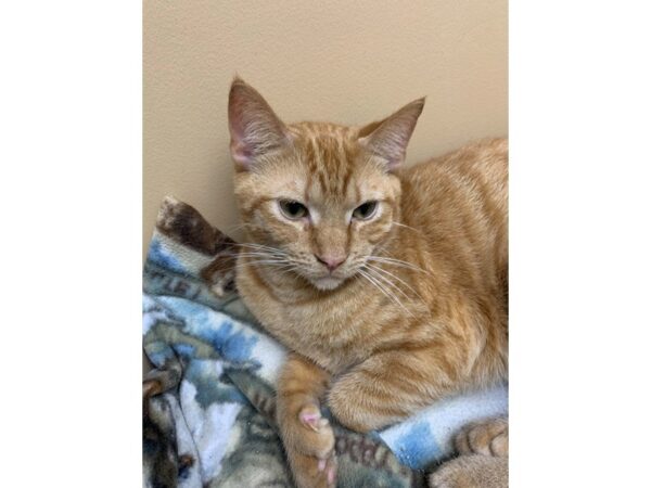 Domestic Short Hair CAT Male Orange and White 3082 Petland Norwin, PA