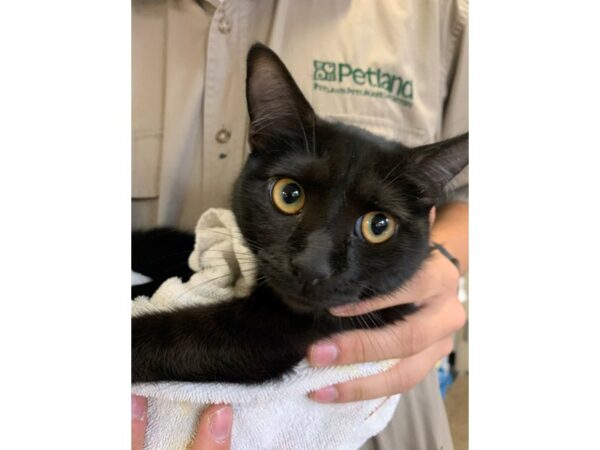 Domestic Short Hair CAT Female Black 3084 Petland Norwin, PA