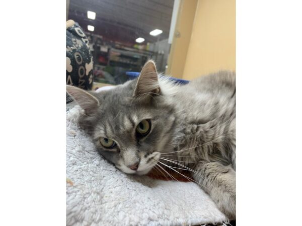 Domestic Long Hair-CAT-Male-Grey and White-3079-Petland Norwin, PA