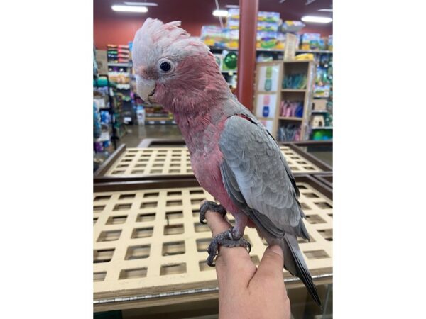 Rosebreasted Cockatoo-BIRD---3104-Petland Norwin, PA