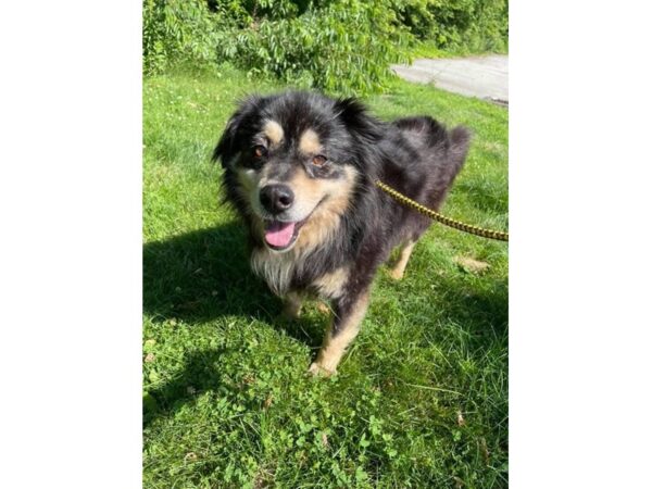 Australian Shep Mix DOG Male Black and Tan 3105 Petland Norwin, PA