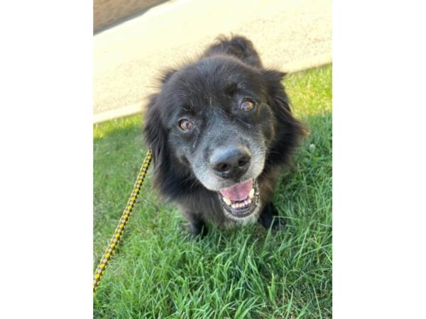 Australian Shep Mix DOG Male Black 3106 Petland Norwin, PA