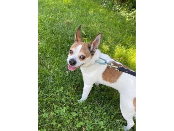 Jack Russell Mix-DOG-Male-White and Brown-3107-Petland Norwin, PA