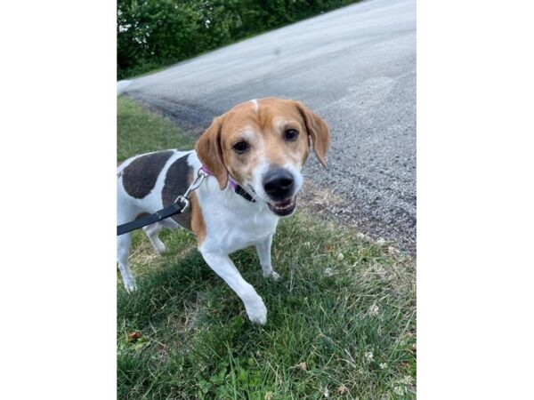 Beagle Mix DOG Male Tricolor 3116 Petland Norwin, PA