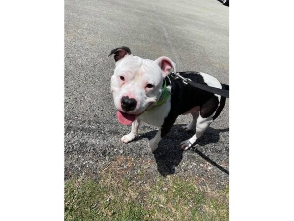 Pit Bull Mix DOG Male White and Black 3112 Petland Norwin, PA