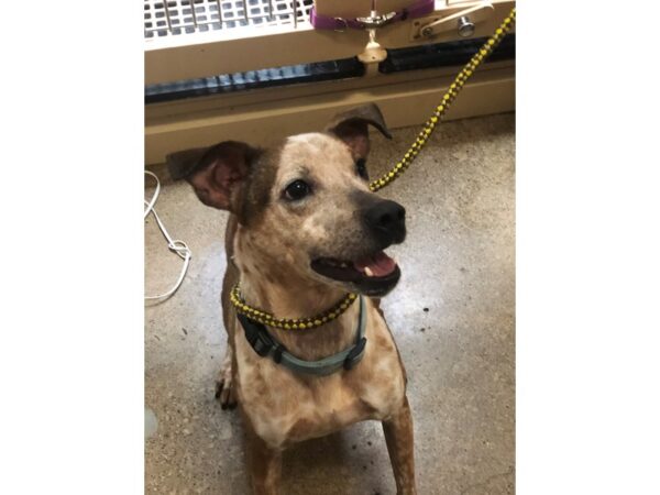 Hound Mix-DOG-Male-Tan and White-3115-Petland Norwin, PA