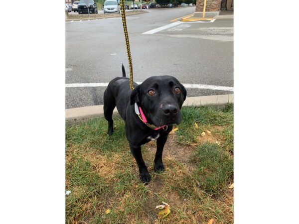 Lab Mix DOG Female Black 3109 Petland Norwin, PA