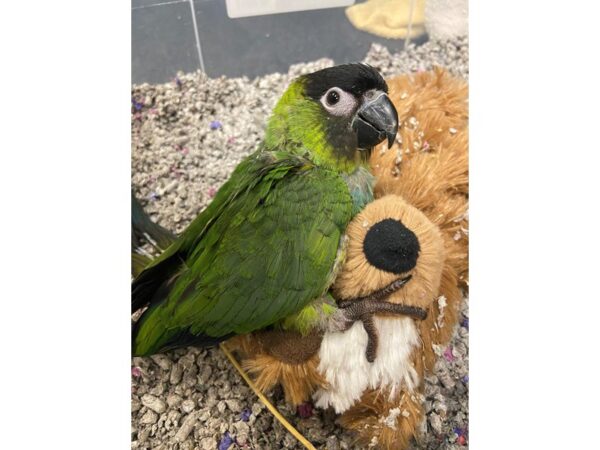 Nanday Conure BIRD 3069 Petland Norwin, PA