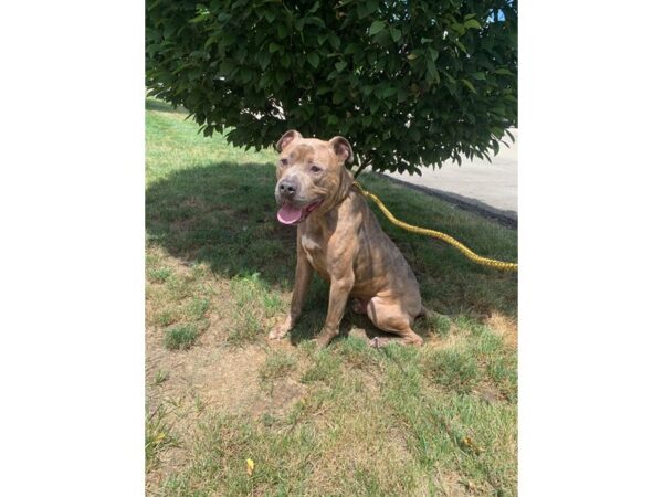 Pit Bull Mix DOG Male Brindle 3110 Petland Norwin, PA