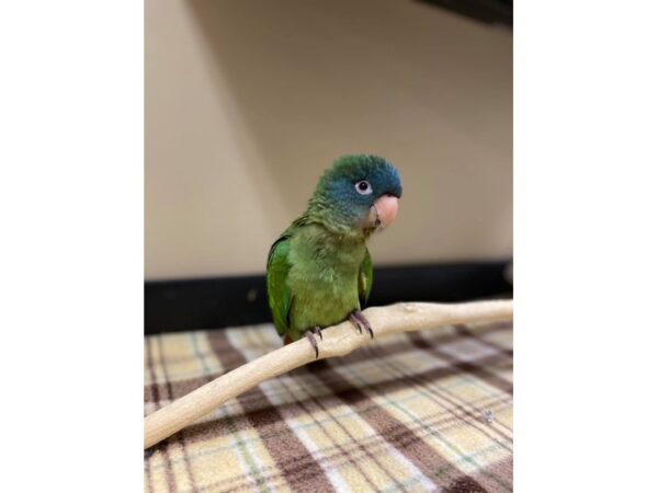 BLUE CROWN CONURE-BIRD---3076-Petland Norwin, PA