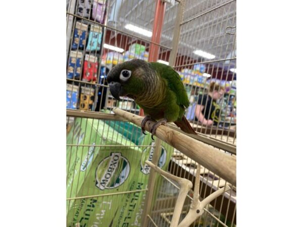 Green Cheek Conure-BIRD---3072-Petland Norwin, PA