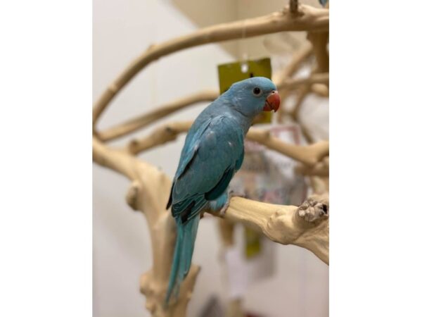 Blue Indian Ringneck BIRD 3061 Petland Norwin, PA