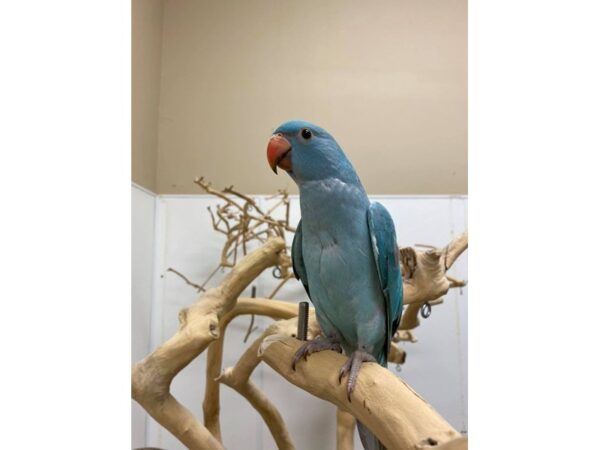 Blue Indian Ringneck BIRD 3060 Petland Norwin, PA