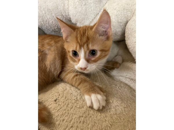 Domestic Short Hair CAT Male Orange and White 3151 Petland Norwin, PA