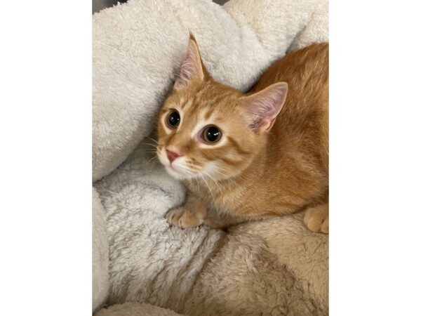 Domestic Shorthair CAT Male Orange and White 3153 Petland Norwin, PA