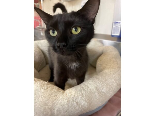 Domestic Short Hair CAT Female Black 3142 Petland Norwin, PA