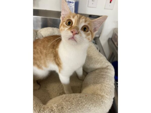 Domestic Short Hair CAT Male Orange and White 3149 Petland Norwin, PA