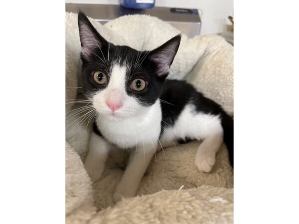 Domestic Short Hair CAT Male Black and White 3155 Petland Norwin, PA