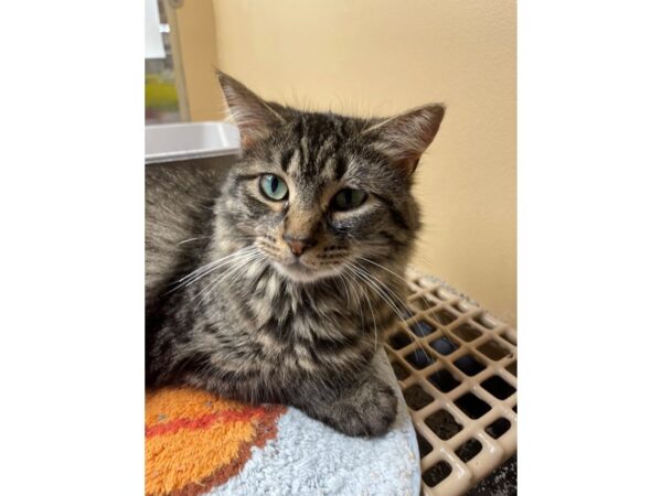 Domestic Long Hair CAT Female Black and Tan 3141 Petland Norwin, PA