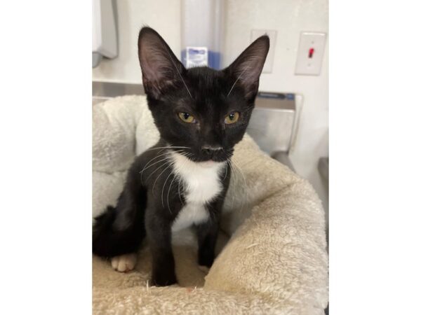 Domestic Short Hair CAT Male Black and White 3157 Petland Norwin, PA