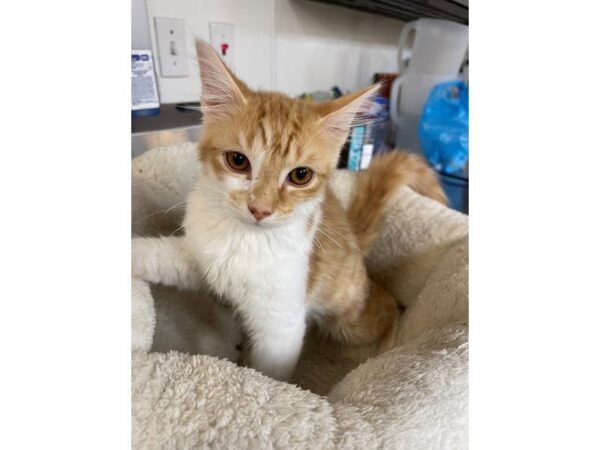 Domestic Short Hair CAT Male Orange and White 3147 Petland Norwin, PA