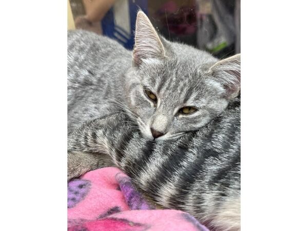 Domestic Medium Hair CAT Female Grey and White 3150 Petland Norwin, PA