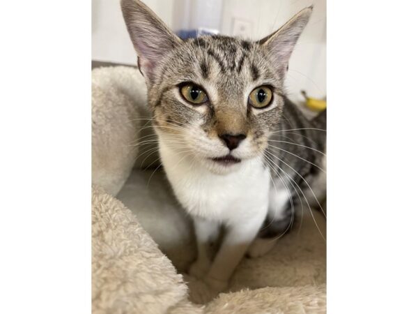 Domestic Short Hair CAT Female Black and Tan 3148 Petland Norwin, PA