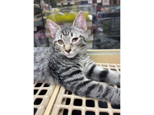 Domestic Shorthair-CAT-Male-Grey and Black-3146-Petland Norwin, PA