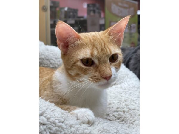 Domestic Short Hair CAT Female Orange and White 3143 Petland Norwin, PA