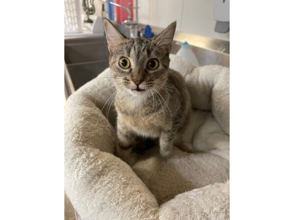 Domestic Short Hair CAT Female Gray and White 3144 Petland Norwin, PA