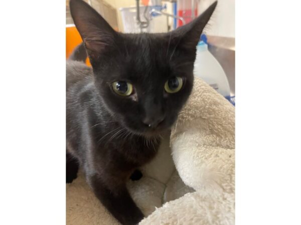 Domestic Short Hair CAT Female Black 3138 Petland Norwin, PA