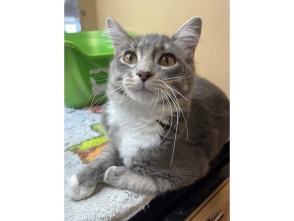 Domestic Long Hair CAT Female Grey and White 3145 Petland Norwin, PA