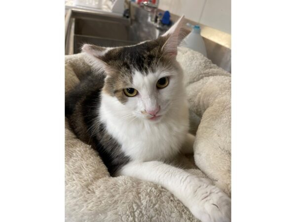 Domestic Shorthair-CAT-Male-Black and White-3137-Petland Norwin, PA