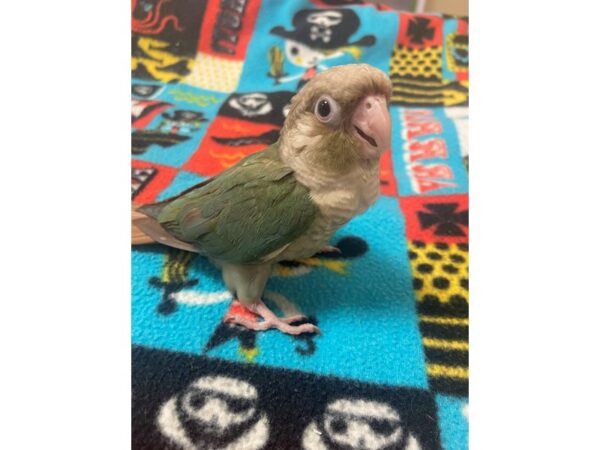 Pineapple Turquoise GC Conure-BIRD---3135-Petland Norwin, PA