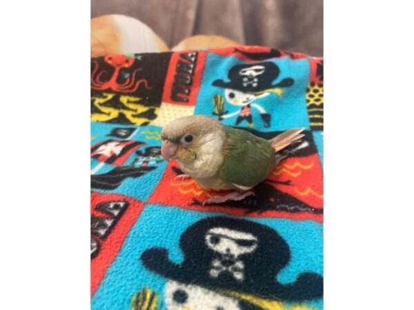 Pineapple Turquoise GC Conure BIRD Female 3134 Petland Norwin, PA