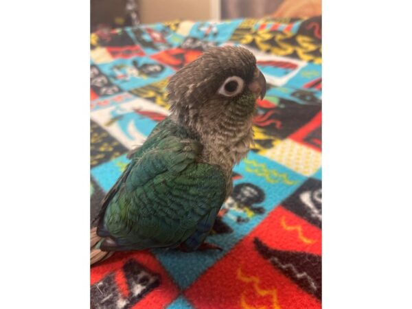 Turquoise Green Cheek Conure BIRD 3132 Petland Norwin, PA