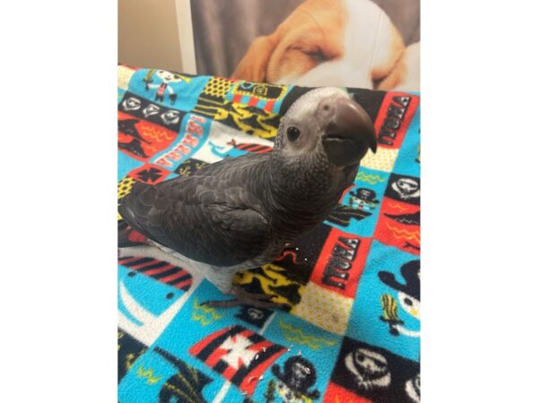 Timneh Grey-BIRD---3131-Petland Norwin, PA