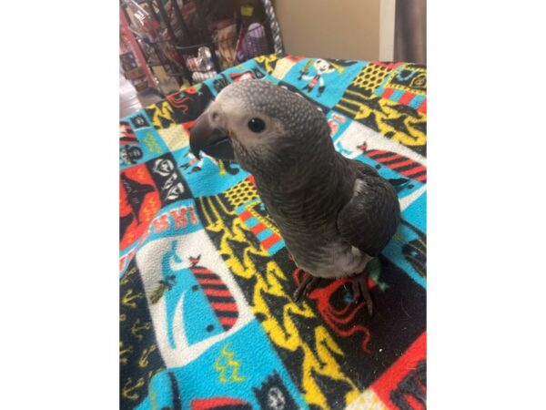 Timneh Grey-BIRD---3120-Petland Norwin, PA