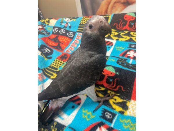 Timneh Grey-BIRD---3121-Petland Norwin, PA